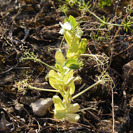 Lathyrus oleraceus var. oleraceus \ Garten-Erbse, D Mannheim 13.5.2015