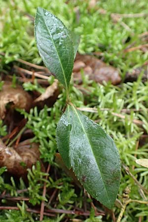 Prunus serotina \ Spte Traubenkirsche / Rum Drupes, D Reilingen 19.2.2016