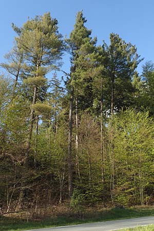 Pinus strobus \ Weymouths-Kiefer, Wei-Kiefer / Eastern White Pine, D Michelstadt 28.4.2016
