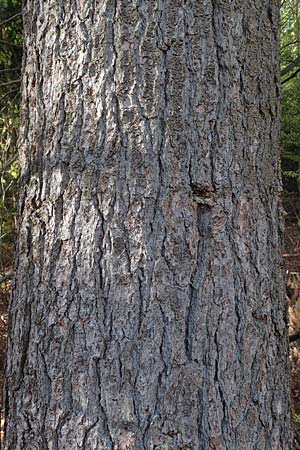 Pinus strobus \ Weymouths-Kiefer, Wei-Kiefer / Eastern White Pine, D Michelstadt 28.4.2016