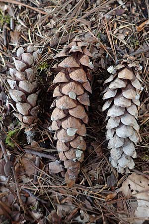 Pinus strobus \ Weymouths-Kiefer, Wei-Kiefer / Eastern White Pine, D Michelstadt 28.4.2016