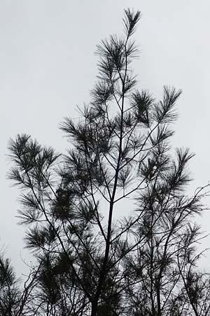 Pinus strobus \ Weymouths-Kiefer, Wei-Kiefer / Eastern White Pine, D Odenwald, Beerfelden 18.2.2017