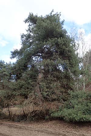 Pinus sylvestris \ Wald-Kiefer, Fhre / Scot's Pine, D Schwetzingen 5.3.2017