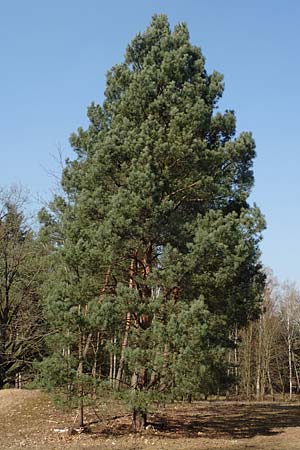Pinus sylvestris \ Wald-Kiefer, Fhre / Scot's Pine, D Schwetzingen 25.3.2018