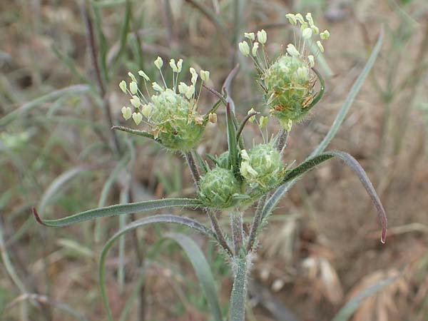 Plantago arenaria \ Sand-Wegerich / Branched Plantain, D Waghäusel 8.6.2018