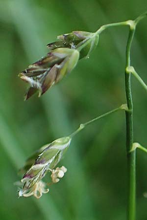 Poa supina \ Niedriges Rispengras, Lger-Rispengras / Supina Blue Grass, D Aachen 24.4.2019