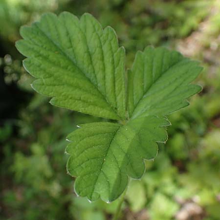 Potentilla sterilis \ Erdbeer-Fingerkraut / Barren Strawberry, D Höpfingen 20.5.2023