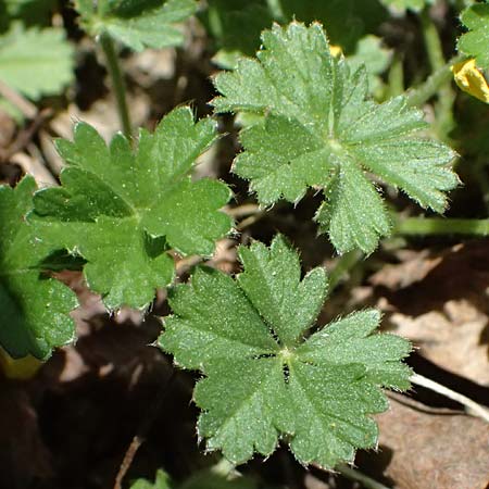 Potentilla subarenaria \ Falsches Sand-Fingerkraut / Spring Cinquefoil, D Kraichtal-Oberöwisheim 7.4.2025