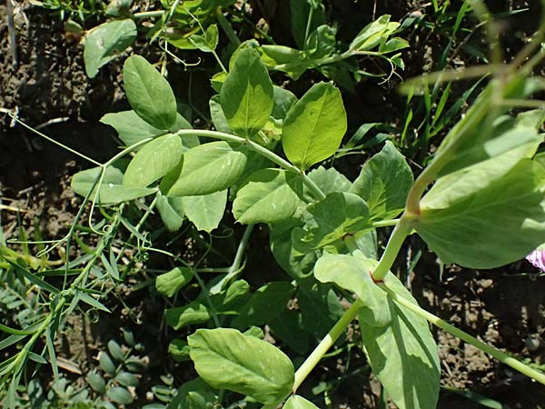 Lathyrus oleraceus var. oleraceus \ Garten-Erbse, D Weisweil 30.10.2025