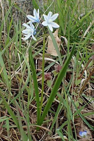 Puschkinia scilloides \ Schein-Scilla / Russian Snowdrop, D Mannheim 1.4.2026