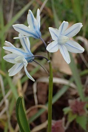 Puschkinia scilloides \ Schein-Scilla / Russian Snowdrop, D Mannheim 1.4.2026
