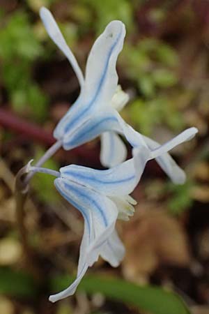 Puschkinia scilloides \ Schein-Scilla / Russian Snowdrop, D Mannheim 1.4.2026