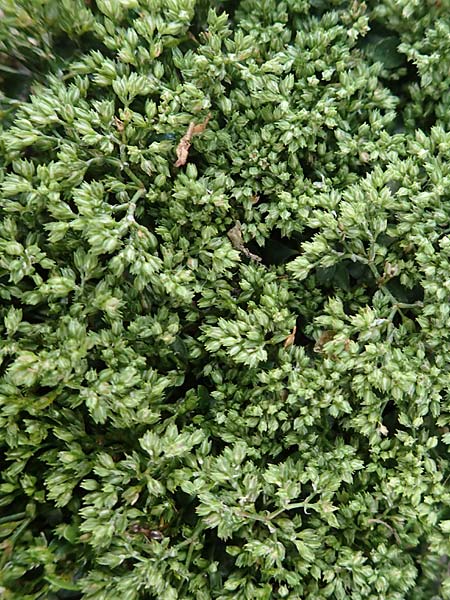 Polycarpon tetraphyllum \ Vierblttriges Nagelkraut / Four-Leaved Allseed, D Mannheim 2.7.2016