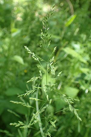 Poa trivialis \ Gewhnliches Rispengras / Rough Blue Grass, D Ober-Ramstadt 26.5.2017