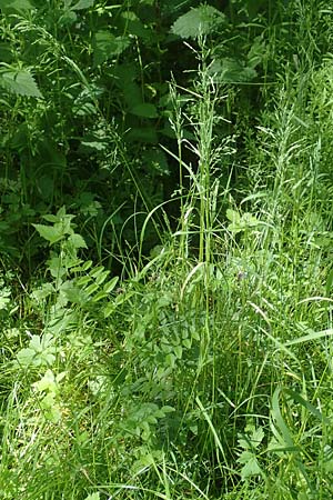 Poa trivialis \ Gewhnliches Rispengras / Rough Blue Grass, D Ober-Ramstadt 26.5.2017