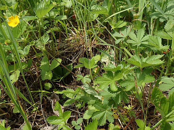 Potentilla thuringiaca \ Thringisches Fingerkraut / Thuringian Cinquefoil, D Gochsheim 17.5.2018
