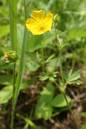 Potentilla thuringiaca \ Thringisches Fingerkraut / Thuringian Cinquefoil, D Gochsheim 17.5.2018