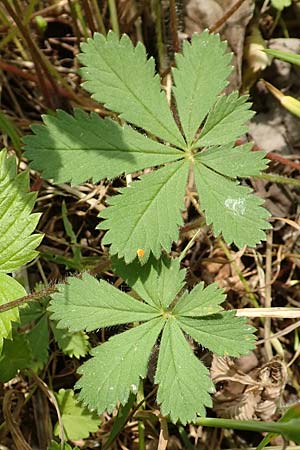 Potentilla thuringiaca \ Thringisches Fingerkraut / Thuringian Cinquefoil, D Gochsheim 17.5.2018