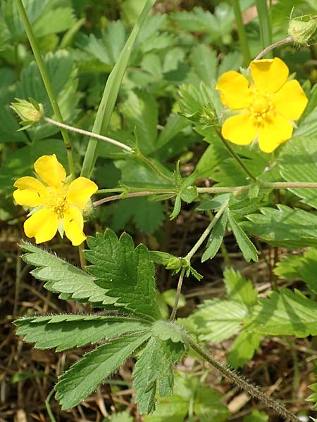 Potentilla thuringiaca \ Thringisches Fingerkraut / Thuringian Cinquefoil, D Gochsheim 17.5.2018