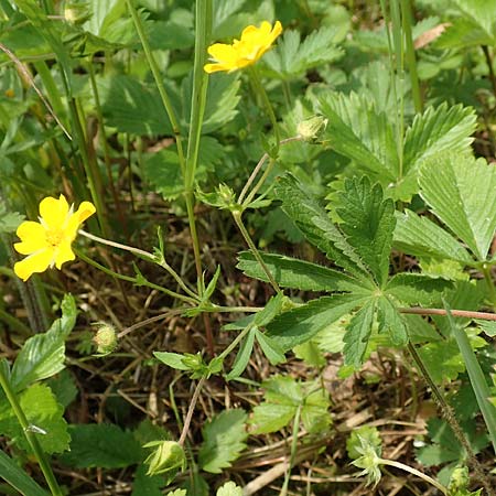 Potentilla thuringiaca \ Thringisches Fingerkraut / Thuringian Cinquefoil, D Gochsheim 17.5.2018