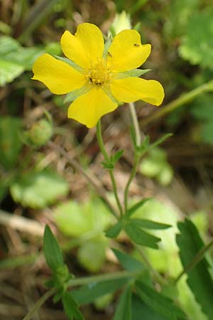 Potentilla thuringiaca \ Thringisches Fingerkraut / Thuringian Cinquefoil, D Gochsheim 17.5.2018