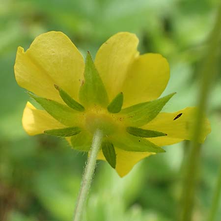 Potentilla thuringiaca \ Thringisches Fingerkraut / Thuringian Cinquefoil, D Gochsheim 17.5.2018