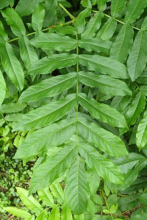 Pterocarya fraxinifolia \ Kaukasische Flgelnuss / Caucasian Wingnut, D Köln-Zündorf 23.5.2018