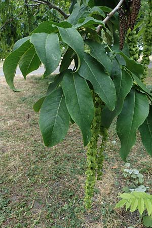 Pterocarya fraxinifolia \ Kaukasische Flgelnuss / Caucasian Wingnut, D Mannheim 29.6.2023