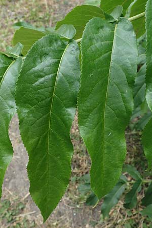 Pterocarya fraxinifolia \ Kaukasische Flgelnuss / Caucasian Wingnut, D Mannheim 29.6.2023