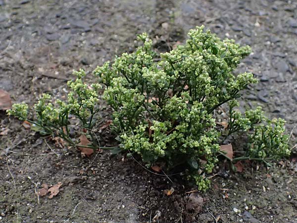 Polycarpon tetraphyllum \ Vierbl�ttriges Nagelkraut / Four-Leaved Allseed, D Krefeld 30.8.2026