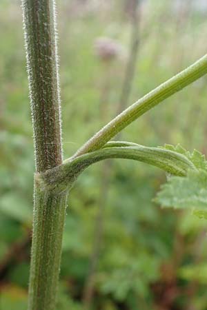 Pastinaca sativa subsp. urens \ Brennender Pastinak / Stinging Parsnip, D Dortmund 10.7.2018