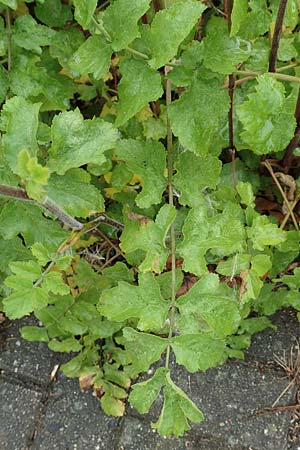 Pastinaca sativa subsp. urens \ Brennender Pastinak / Stinging Parsnip, D Dortmund 10.7.2018