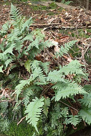 Polypodium vulgare \ Gewhnlicher Tpfelfarn / Polypody, D Bad Dürkheim 3.10.2016