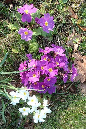 Primula vulgaris \ Stngellose Primel, Kissen-Primel / Primrose, D Frankfurt-Höchst 25.3.2017