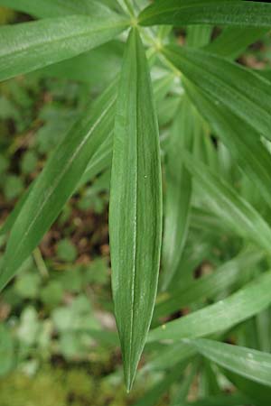 Polygonatum verticillatum \ Quirlblttrige Weiwurz / Whorled Solomon's Seal, D Sundern 14.6.2019
