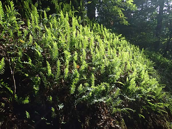 Polypodium vulgare \ Gewhnlicher Tpfelfarn / Polypody, D Zwingenberg am Neckar 7.9.2025