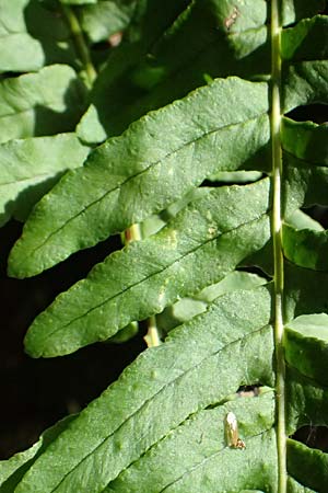 Polypodium vulgare \ Gewhnlicher Tpfelfarn / Polypody, D Zwingenberg am Neckar 7.9.2025