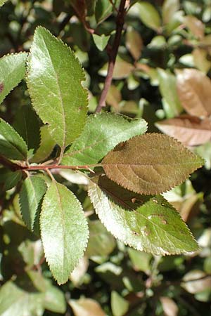 Prunus cerasifera \ Kirschpflaume / Cherry Plum, D Mannheim 16.4.2020