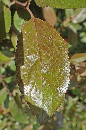 Prunus cerasifera \ Kirschpflaume / Cherry Plum, D Mannheim 16.4.2020
