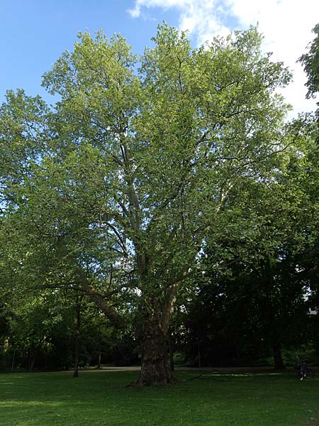 Platanus x hispanica \ Bastard-Platane / London Plane-Tree, D Mannheim 22.5.2021