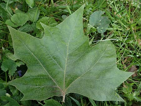 Platanus x hispanica \ Bastard-Platane / London Plane-Tree, D Mannheim 22.5.2021