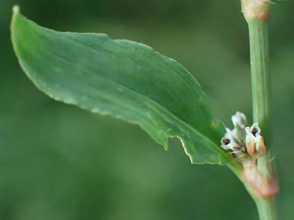 Polygonum aviculare \ Echter Vogel-Knterich / Common Knotgrass, English Knotgrass, D Aachen 28.7.2023