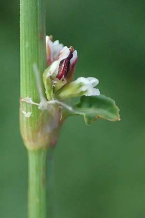 Polygonum aviculare \ Echter Vogel-Knterich / Common Knotgrass, English Knotgrass, D Aachen 28.7.2023