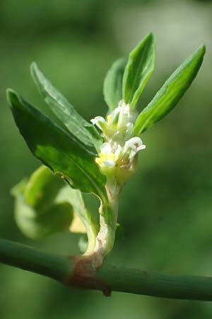 Polygonum aviculare \ Echter Vogel-Knterich / Common Knotgrass, English Knotgrass, D Aachen 28.7.2023