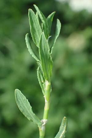 Polygonum aviculare \ Echter Vogel-Knterich / Common Knotgrass, English Knotgrass, D Aachen 28.7.2023