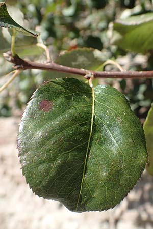Pyrus pyraster \ Wild-Birne, Holz-Birne / Wild Pear, D Östringen 27.10.2017