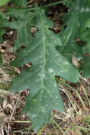 Quercus cerris \ Zerr-Eiche / Turkey Oak, D Odenwald, Reichelsheim 16.6.2017