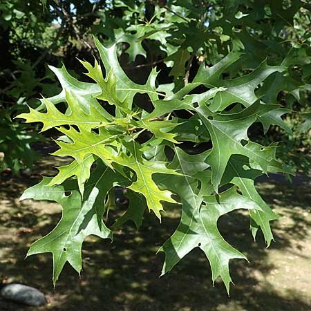 Quercus coccinea \ Scharlach-Eiche / Scarlet Oak, D Duisburg 21.8.2022