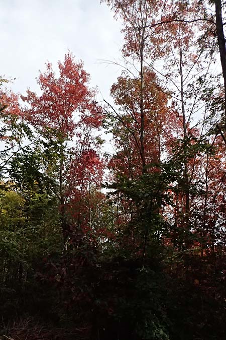Quercus coccinea \ Scharlach-Eiche / Scarlet Oak, D Weinheim an der Bergstra&szlig;e, Exotenwald 19.10.2025