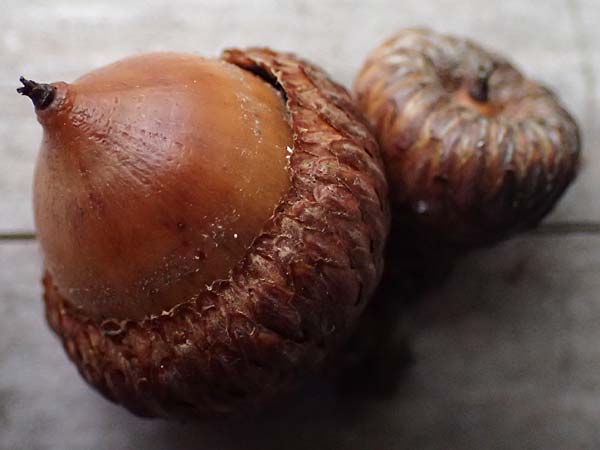 Quercus coccinea \ Scharlach-Eiche / Scarlet Oak, D Weinheim an der Bergstra&szlig;e, Exotenwald 19.10.2025